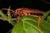 Nothopeus drescheri (possibly) Cerambycinae